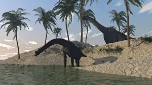 Brachiosaurus: Two large Brachiosaurus grazing along the water's edge
