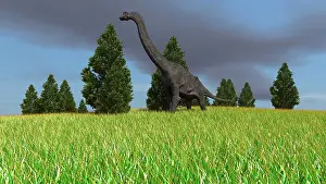Brachiosaurid: Large Brachiosaurus in an open field