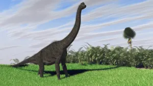 Brachiosaurus: Large Brachiosaurus in an open field