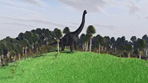Brachiosaurus: Large Brachiosaurus in an open field