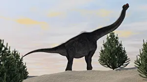 Brachiosaurid: Large Brachiosaurus amongst pine trees