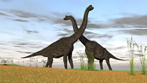 Affectionate: Two large Brachiosaurus in prehistoric grasslands