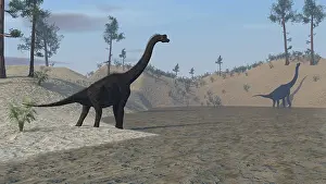Brachiosaurus: Large Brachiosaurus roaming the edge of a bay