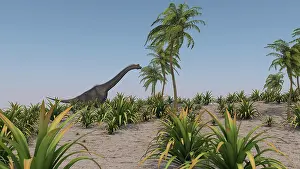 Brachiosaurus: Large Brachiosaurus roaming a prehistoric environment