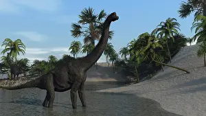 Brachiosaurus: Large Brachiosaurus in shallow water
