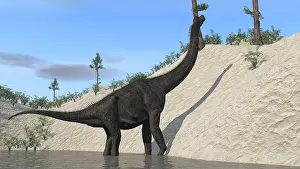 Brachiosaurus: Large Brachiosaurus standing in a lake