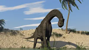 Brachiosaurid: Large Brachiosaurus standing in water