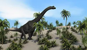 Brachiosaurus: Large Brachiosaurus in a tropical environment