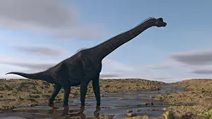 Wadi: Large Brachiosaurus walking along a dry riverbed