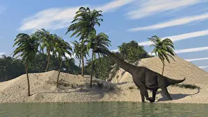 Brachiosaurus: Large Brachiosaurus walking along the water's edge