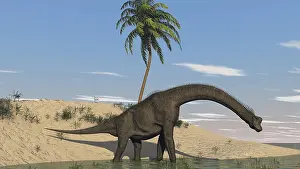 Brachiosaurus: Large Brachiosaurus walking along the water's edge