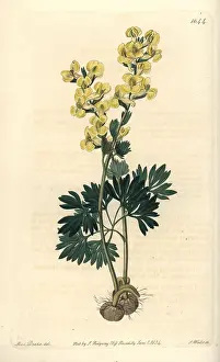 Ridgway: Large-bracted corydalis, Corydalis bracteata