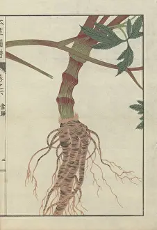 Color Printed: Large brown root and thick striped stem of