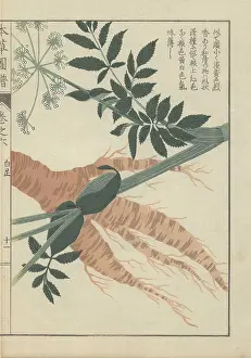 Color Printed: Large brown wild parsnip root tuber, with leaves