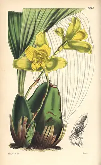 Maxillaria: Large-bulbed maxillaria orchid, Maxillaria macrobulbon