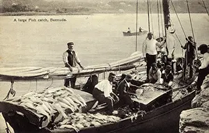 Bermudian: Large catch of fish, Bermuda
