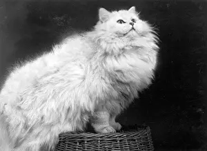 Atop: LARGE CHINCHILLA CAT
