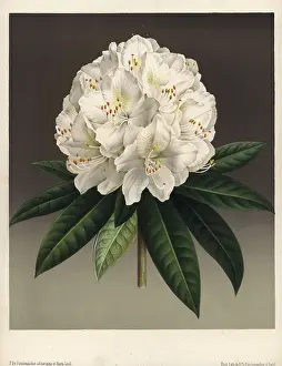 Lithographed: Large creamy white flowered rhododendron, Rhododendron