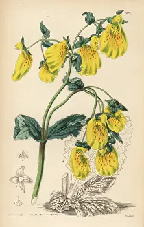 Weddell: Large crenate-flowered slipperwort, Calceolaria crenatiflora