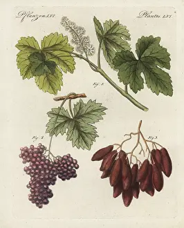 Raisins: Large Damas raisins and small currants