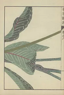 Color Printed: Several large dark green leaves and three thick