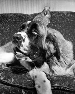 Parrot: Large dog with a parrot