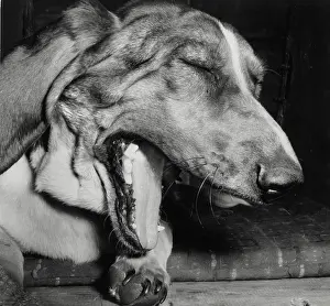 Yawn: Large dog yawning
