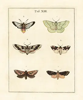 Dragonflies: Large emerald, bee hawk-moth and other moths
