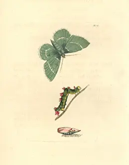 Geometra: Large emerald moth, Geometra papilionaria