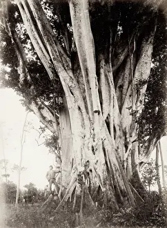 Queensland: Large fig tree, Queensland, Australia