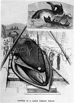 Provincetown: LARGE FINBACK WHALE