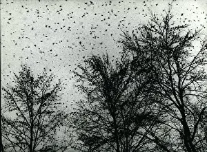 Migrant: Large flock of migrant birds in Switzerland