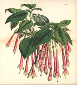 Fuchsia: Large-flowered apetalous fuchsia, Fuchsia macrantha