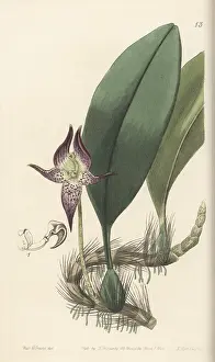 John Lindley: Large-flowered bulbophyllum, Bulbophyllum macranthum