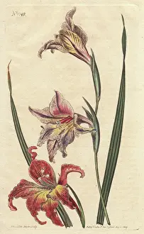 Large Flowered: Large-flowered corn-flag or large brown afrikaner
