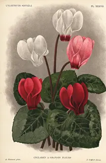 Cyclamen: Large flowered cyclamen hybrid, Cyclamen purpurascens