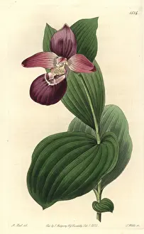 Cypripedium: Large-flowered cypripedium orchid, Cypripedium macranthos