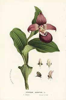 Cypripedium: Large-flowered cypripedium orchid, Cypripedium macranthos
