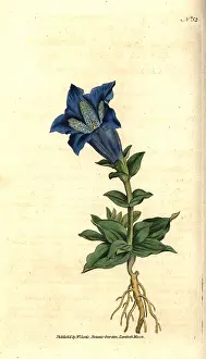 Gentian: Large-flowered gentian or gentianella, Gentiana acaulis