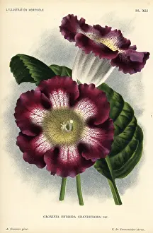 Grandiflora: Large-flowered gloxinia hybrid, Gloxinia hybrida grandiflora