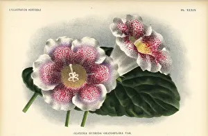 Ferd: Large-flowered gloxinia hybrid, Gloxinia hybrida grandiflora