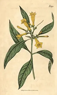 Couchman: Large-flowered hamelia, Hamelia ventricosa