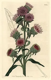 Large Flowered: Large-flowered liatris, Liatris scariosa