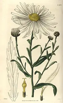 Large-flowered marsh ox-eye, Pyrethrum uligonosum