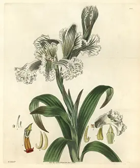 Grandiflora: Large-flowered neottia, Neottia grandiflora