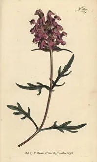 William Curtis: Large-flowered selfheal, Prunella grandiflora