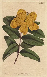 Hypericum: Large flowered St John's Wort with yellow flowers