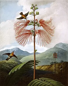 Tendril: Large Flowering Sensitive Plant