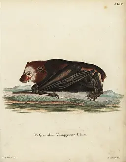 Linn: Large flying fox, Pteropus vampyrus. Near threatened