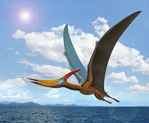 Pteranodon: A large flying reptile, Pteranodon, flying over the ocean